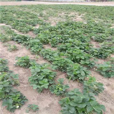  章姬草莓种苗成熟时间山西省章姬草莓种苗基地