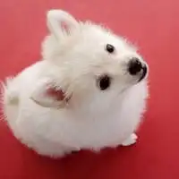  狗狗头像难过微信头像图片大全