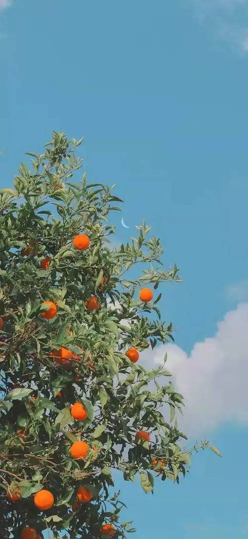 壁纸绿色系快来养眼 壁纸绿色系快来养眼