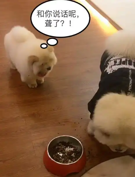  小狗想抢松狮的饭吃却被赶走,小奶狗不让我吃你别想好好吃饭