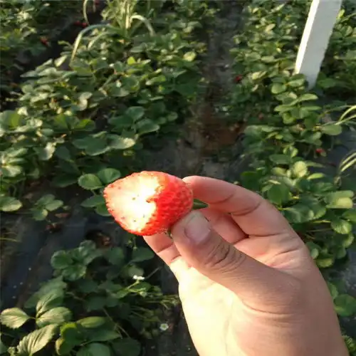 好看的草莓微信头像系列