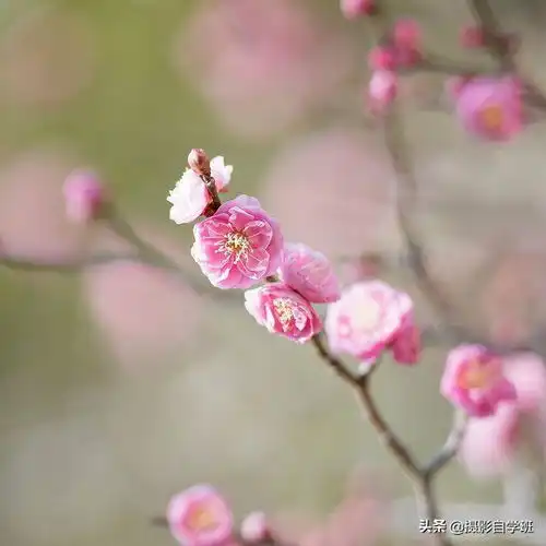  春天拍花朵,摄影有绝招,新手别犯这5个错,照片更漂亮