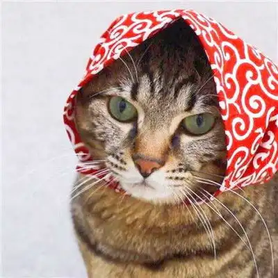  最火动物搞怪情侣头像一左一右狗狗和猫咪