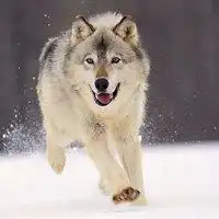  狼图片头像凶猛微信头像图片大全