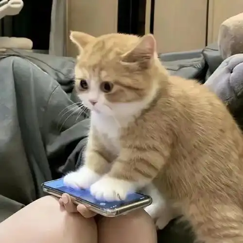 搞笑头像快乐的人记性不好幸福的人从不晚睡 搞笑头像快乐的人记性不好幸福的人从不晚睡