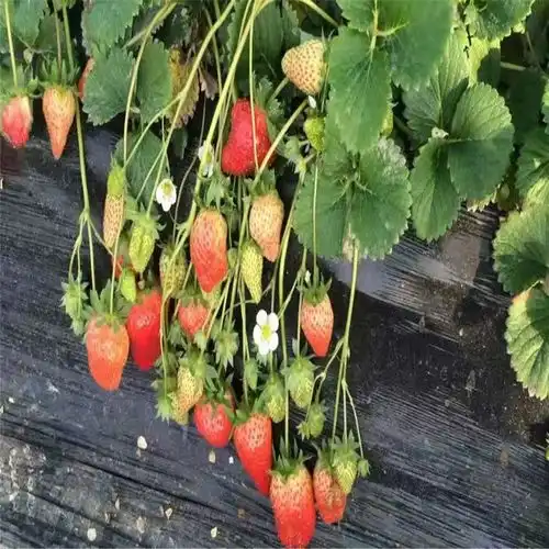  一代隋珠草莓苗隋珠草莓苗价格多少-黄页88网