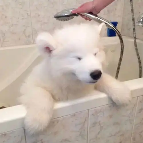  猛男专用