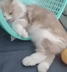  猫咪有这些坏习惯,主人绝对不能惯着,不然很难改