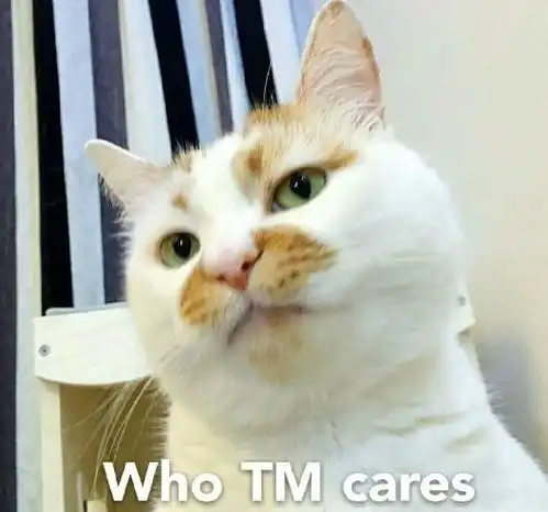  猫高冷是因为笨猫呵呵搜狐宠物搜狐网