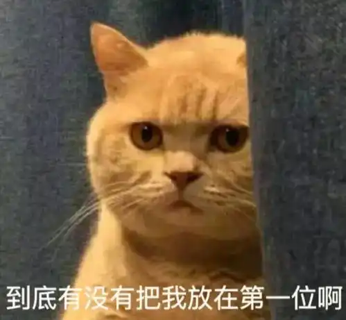  养猫就像交了个女朋友,不信你试试