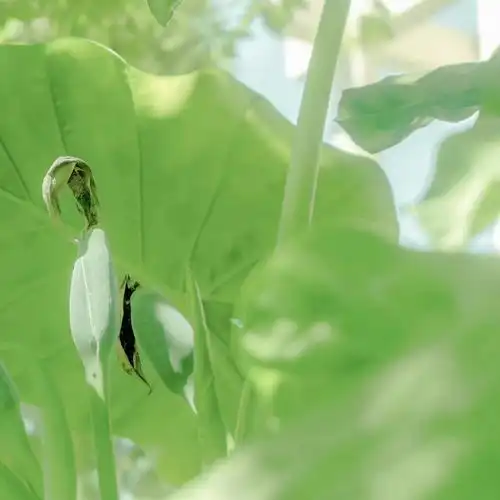 2023最新绿色生机勃勃唯美图片 2023最新绿色生机勃勃唯美图片