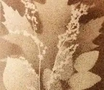  微信头像树叶图片养眼微信头像图片大全