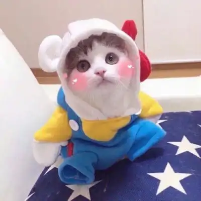  可爱的猫咪头像最新可爱猫咪头像高清