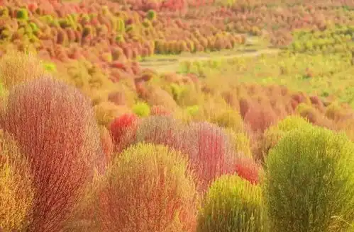  秋游第一景成都首片绝美地肤草海