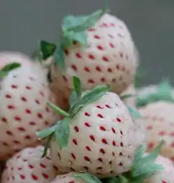  白草莓来自爱潼的图片分享