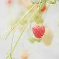  草莓头像图片大全微信头像图片大全