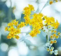 花卉电脑壁纸微信头像图片大全 花卉电脑壁纸微信头像图片大全