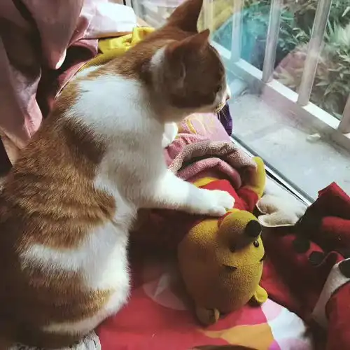  冬季猫系女孩不炸毛口袋冬日饮品拔草