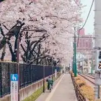  樱花清新动漫头像微信头像图片大全