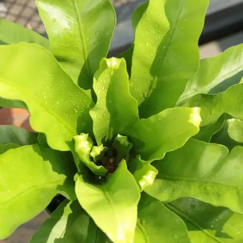  一般人都不知道,家中可以放几种驱蚊盆栽能净化空气,养眼又驱蚊