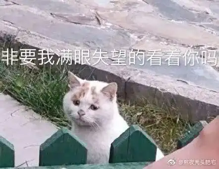  每日吐槽no.223橘猫在线教学哄女朋友