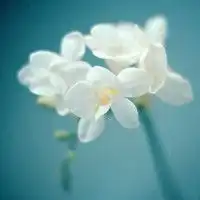  植物...