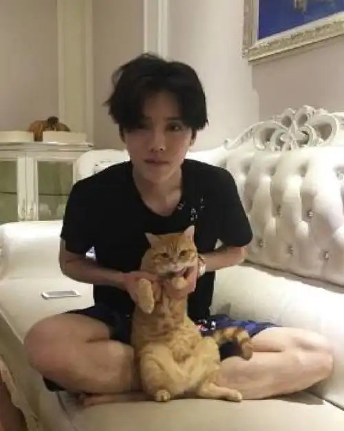  男不养猫养猫的男人都帅爆,胡歌鹿晗也爱喵星人