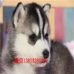 张家口哪里有纯种哈士奇幼犬出售哈士奇蓝眼三火的哪里的好哈士奇多少钱 张家口哪里有纯种哈士奇幼犬出售哈士奇蓝眼三火的哪里的好哈士奇多少钱