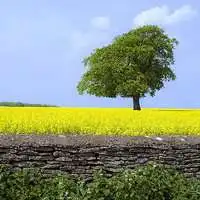 用树做微信头像的女人微信头像图片大全 用树做微信头像的女人微信头像图片大全