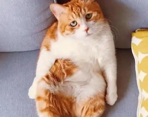  男子出差女友照顾猫咪,刚走三天收到猫咪照片,立马请假往家赶