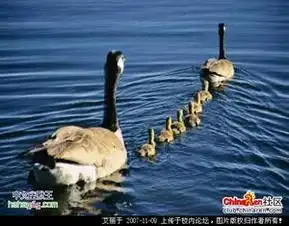  搞笑图片大全