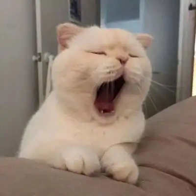 猫系女友头像头像图片情