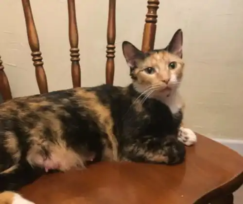  三花猫两次向小伙自荐,5只小猫有了着落,小伙靠它稳住女友