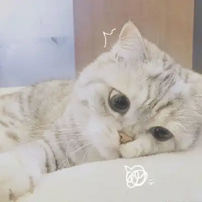  猫头像高冷图片真猫