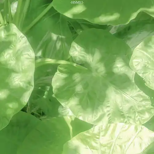 2023最新绿色生机勃勃唯美图片 2023最新绿色生机勃勃唯美图片