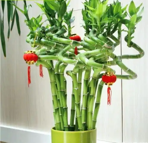  夏天富贵竹扔水里,大白根蹭蹭长,根不烂,叶子不黄看着就养眼