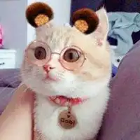  2019微信头像图片大全动物微信头像图片大全