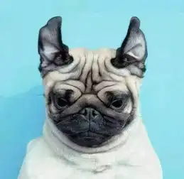  狗狗头像