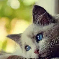  可爱白色猫咪情侣头像微信头像图片大全