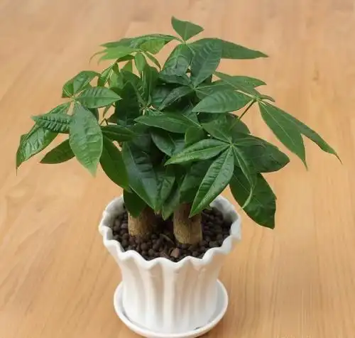  客厅养这2种花,叶子茂盛又养眼,净化空气一级棒