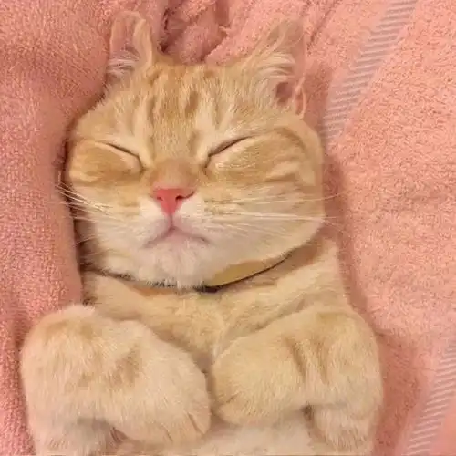  萌系头像