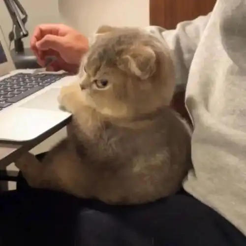 猫咪头像气乎乎 猫咪头像气乎乎