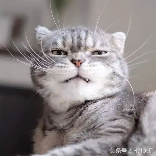  随时在生气的霸气总裁猫,看起来很不爽也是萌啊