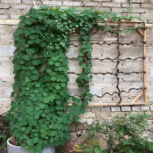  长命百岁的植物乌龟,铜钱叶子爬成电视墙,霸气金不换