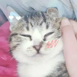  猫咪情侣头像一左一右