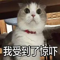  rap猫头像带字嘻哈霸气猫咪头像图片