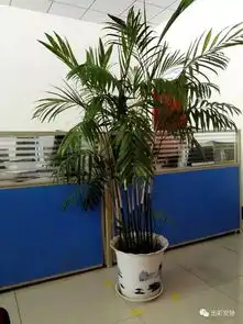  自然界绿色好心情