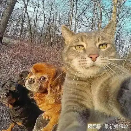  这猫咪,啥时学会自拍了