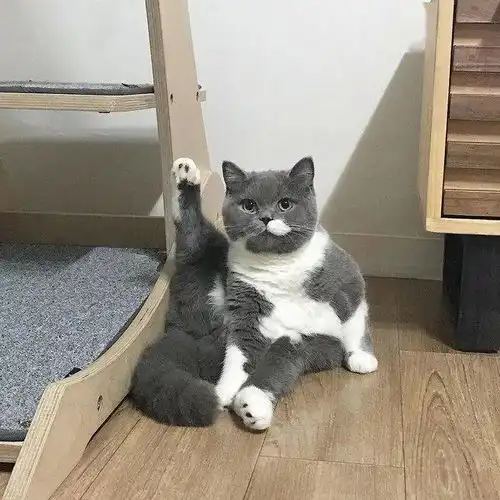 猫系女友的头像可爱一只猫