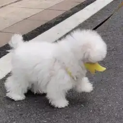  一组呆萌搞怪的萌宠头像